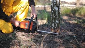 Best Tree and Shrub Care  in Baudette, MN